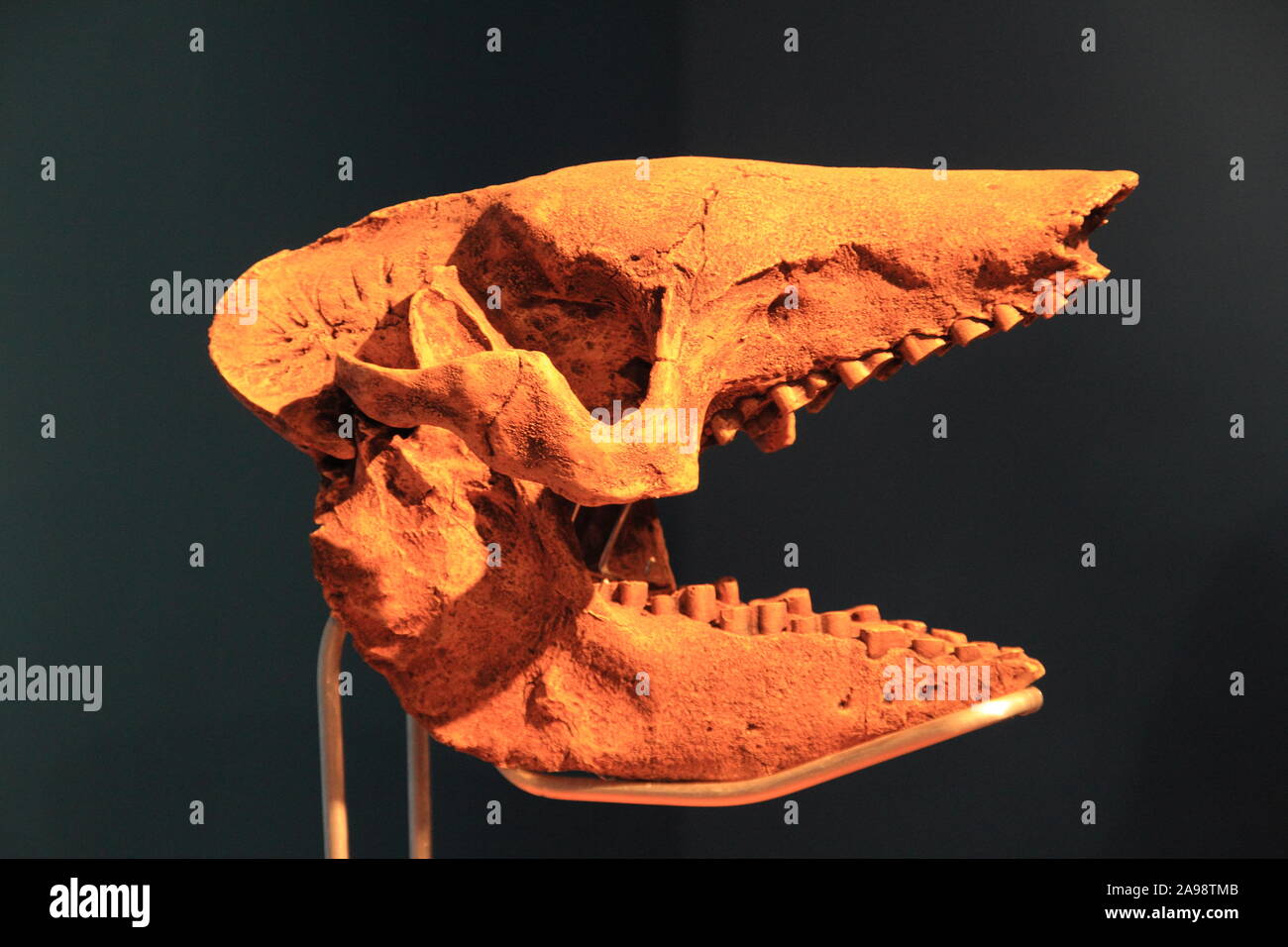 Giant armadillo Glyptodon sp fossil from iso age Pleistocene, found in oil seeps Breal de Orocual Monagas Venezuela Stock Photo
