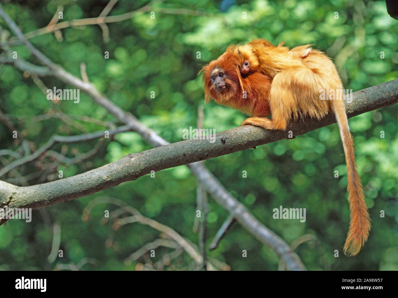 GOLDEN LION TAMARIN with young on her back.  Leontopithecus rosalia Captive breeding animal, sitting on a tree branch. . Endangered species Stock Photo