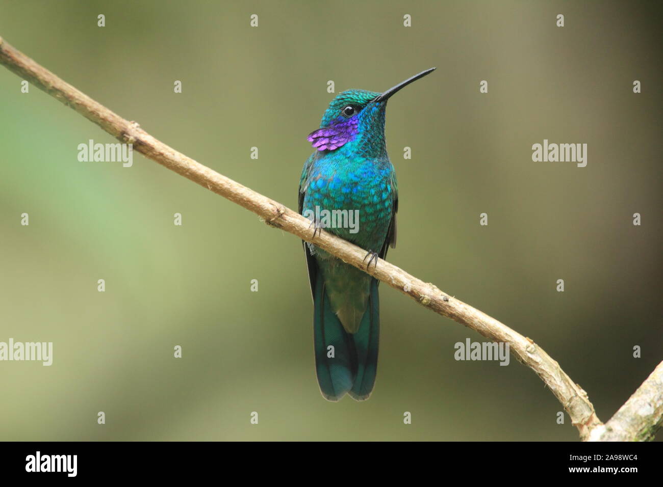 A green violetear hummingbird in San Eusebio rainy Forest Merida Venezuela Stock Photo