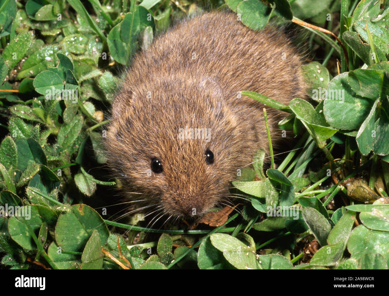ORKNEY VOLE Microtus arvalis orcadensis smaller, lighter coloured form on Island of Westray, Orkney, Scotland. Long term isolation and evolution Stock Photo