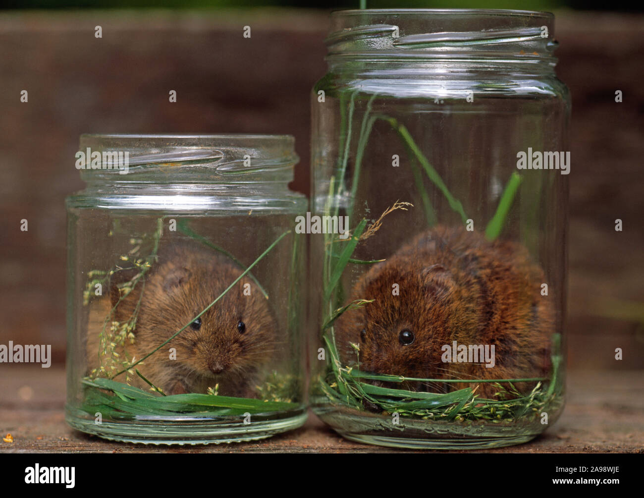 ORKNEY VOLE COMPARISON of two  Microtus arvalis orcadensis, adult males, left from Westray, right from Island of Mainland, different size and colour. Stock Photo