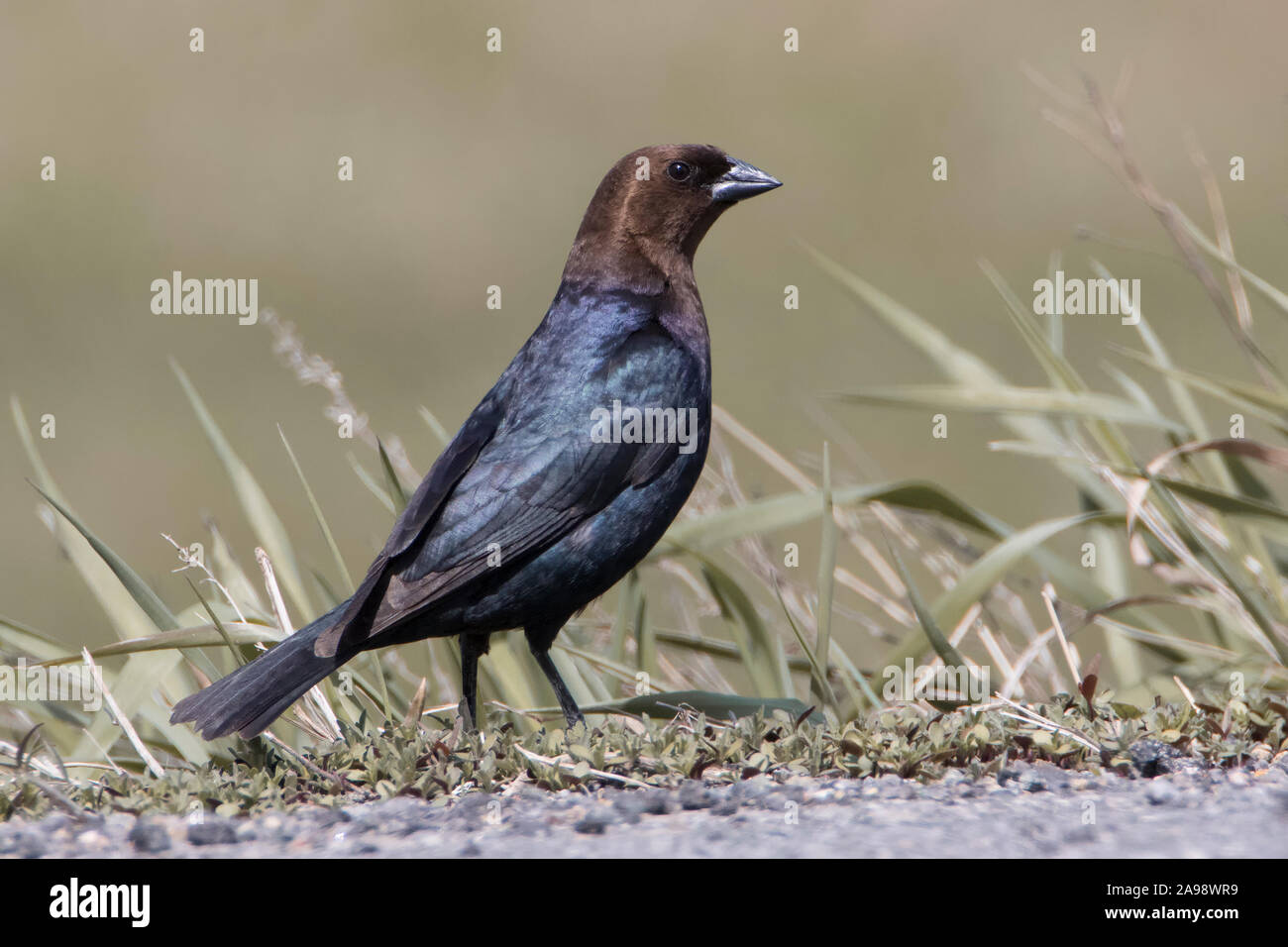 Bluish brown wings hi-res stock photography and images - Alamy