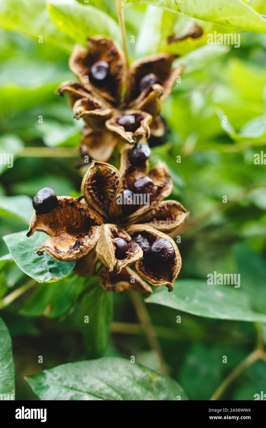 Paeonia suffruticosa seeds in stars. Peony flower tree seeds on the green leaves background. Paeonia, semi-shrub symbol in Chinese culture. Seeds of Stock Photo