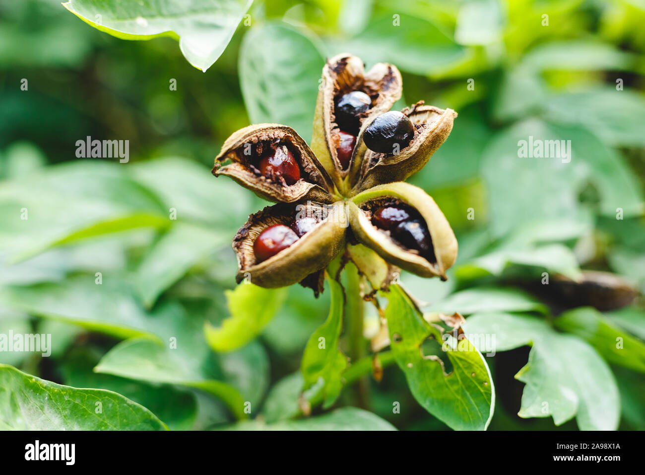 Paeonia suffruticosa seeds in stars. Peony flower tree seeds on the green leaves background. Paeonia, semi-shrub symbol in Chinese culture. Seeds of Stock Photo