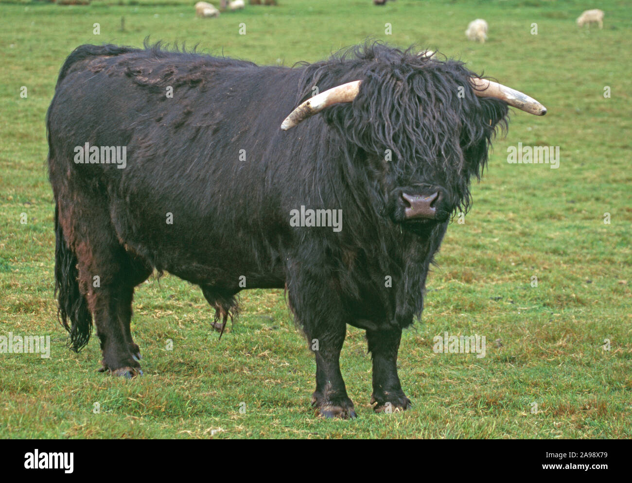 Scottish HIGHLAND BULL black form. Black coat is the probable original  breed colour. The Orkney ISLANDS,  Scotland Stock Photo