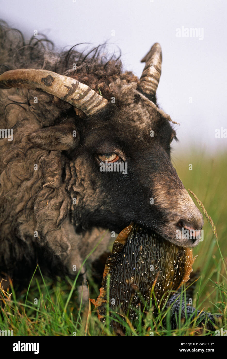 NORTH RONALDSAY RAM. Seaweed-eating domesticated sheep breed . Orkney Isles. Scotland. Grazing revealed seaweed between high and low water tidal flows Stock Photo