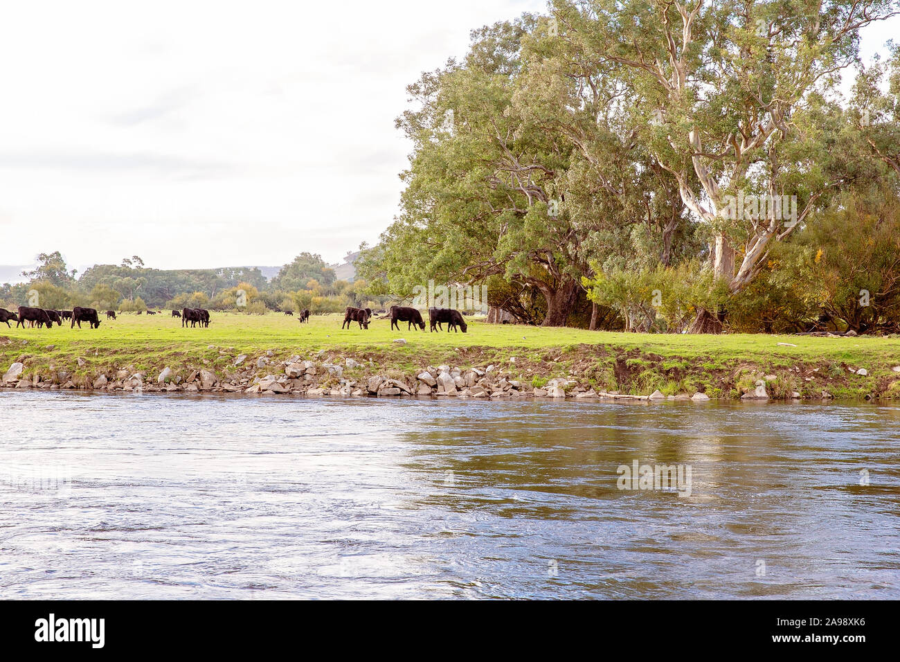 Cows grazing on pasture in a peaceful rural setting beside a river ...