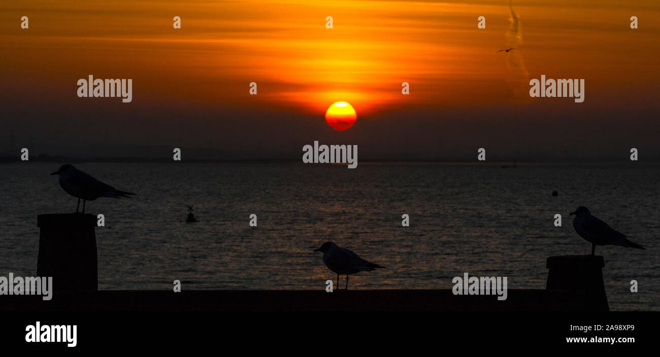 Seagulls sihouetted in front of the setting sun on Whitstable Bay in the seaside town of Whitstable in Kent, England. Stock Photo