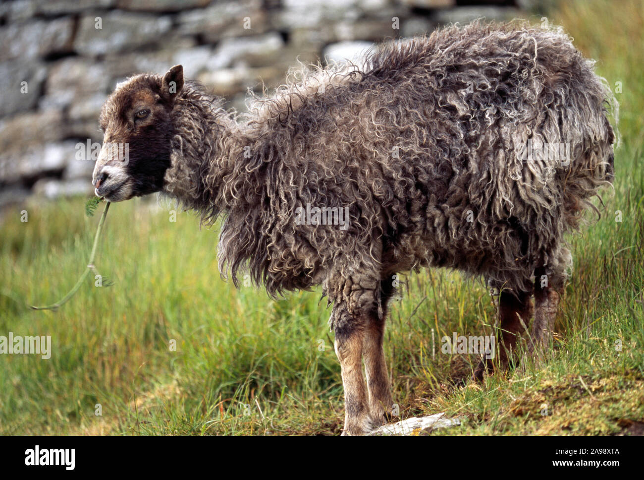 NORTH RONALDSAY EWE Seaweed-eating domesticated sheep breed Orkney, Scotland Stock Photo