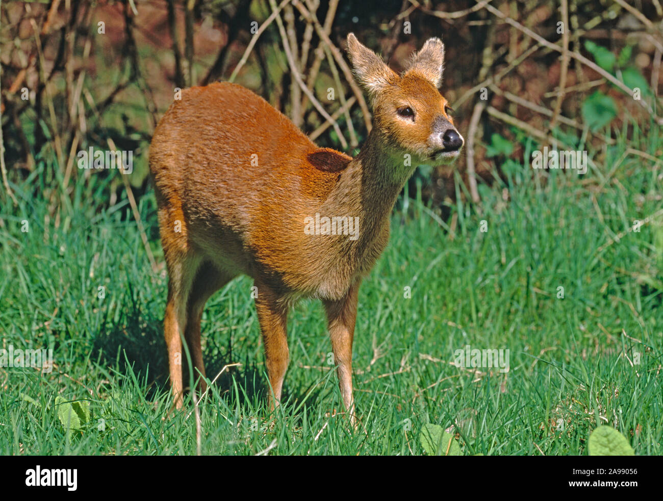 CHINESE WATER DEER female (Hydropotes inermis). Hickling. Broadland. Norfolk, England. Cautious approach, all senses active, body language indication. Stock Photo