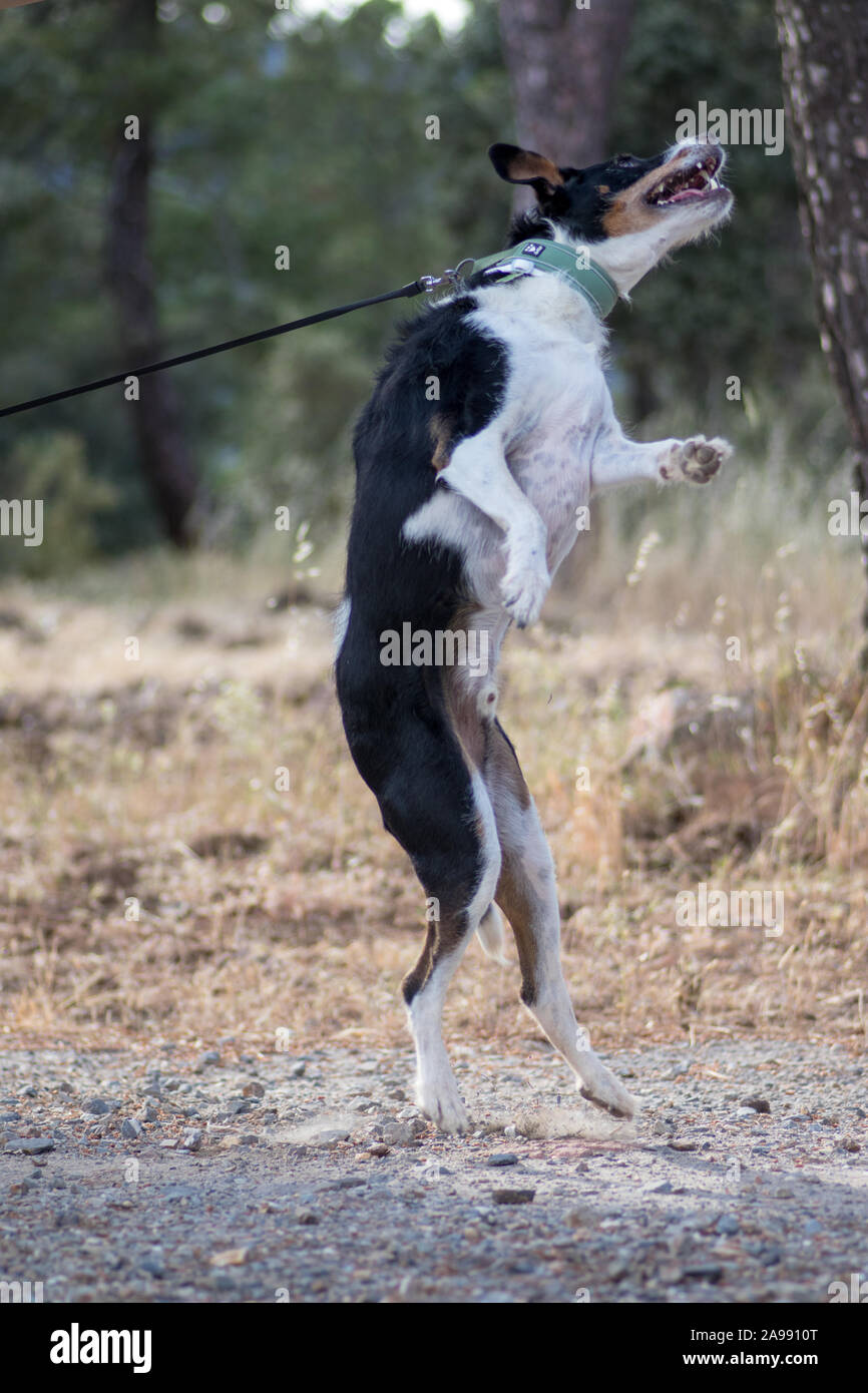 dog playing catching food on the fly Stock Photo