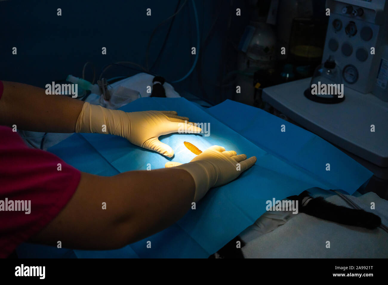 Placement of the surgical field on a cat before surgery by a