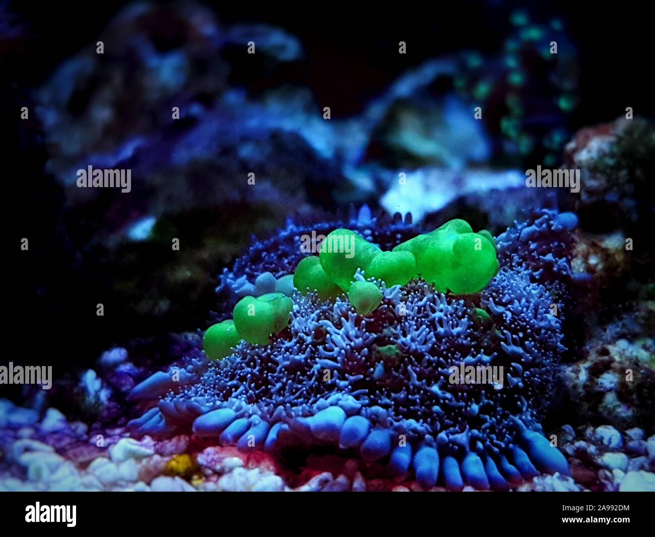 Biohazard Bounce Mushroom - Rhodatis sp. shroom Stock Photo - Alamy