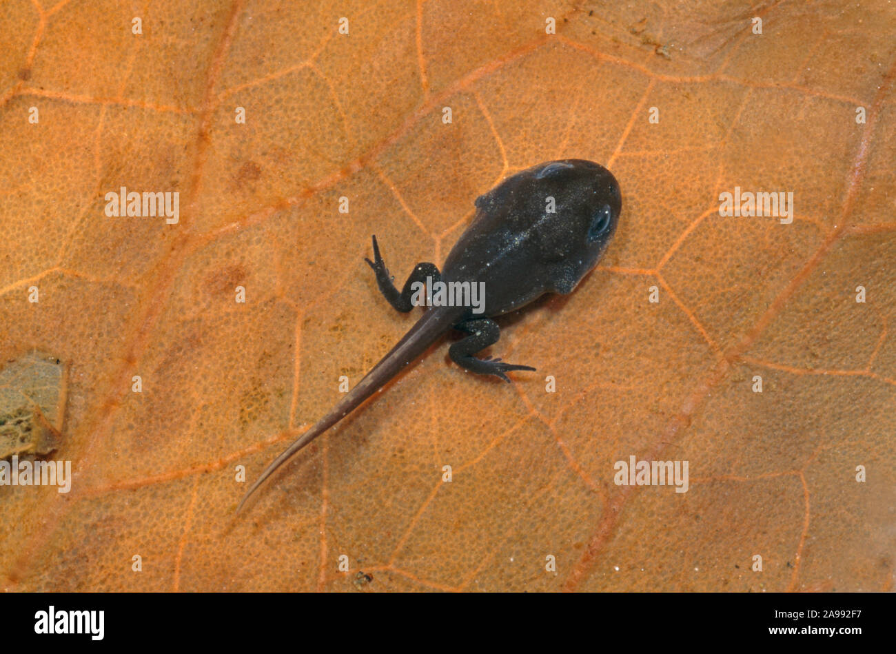NATTERJACK TOAD young tadpole. Epidalea (Bufo) calamita, rear legs in place, front legs yet to emerge. Dorsal stripe beginning to appear. Stock Photo