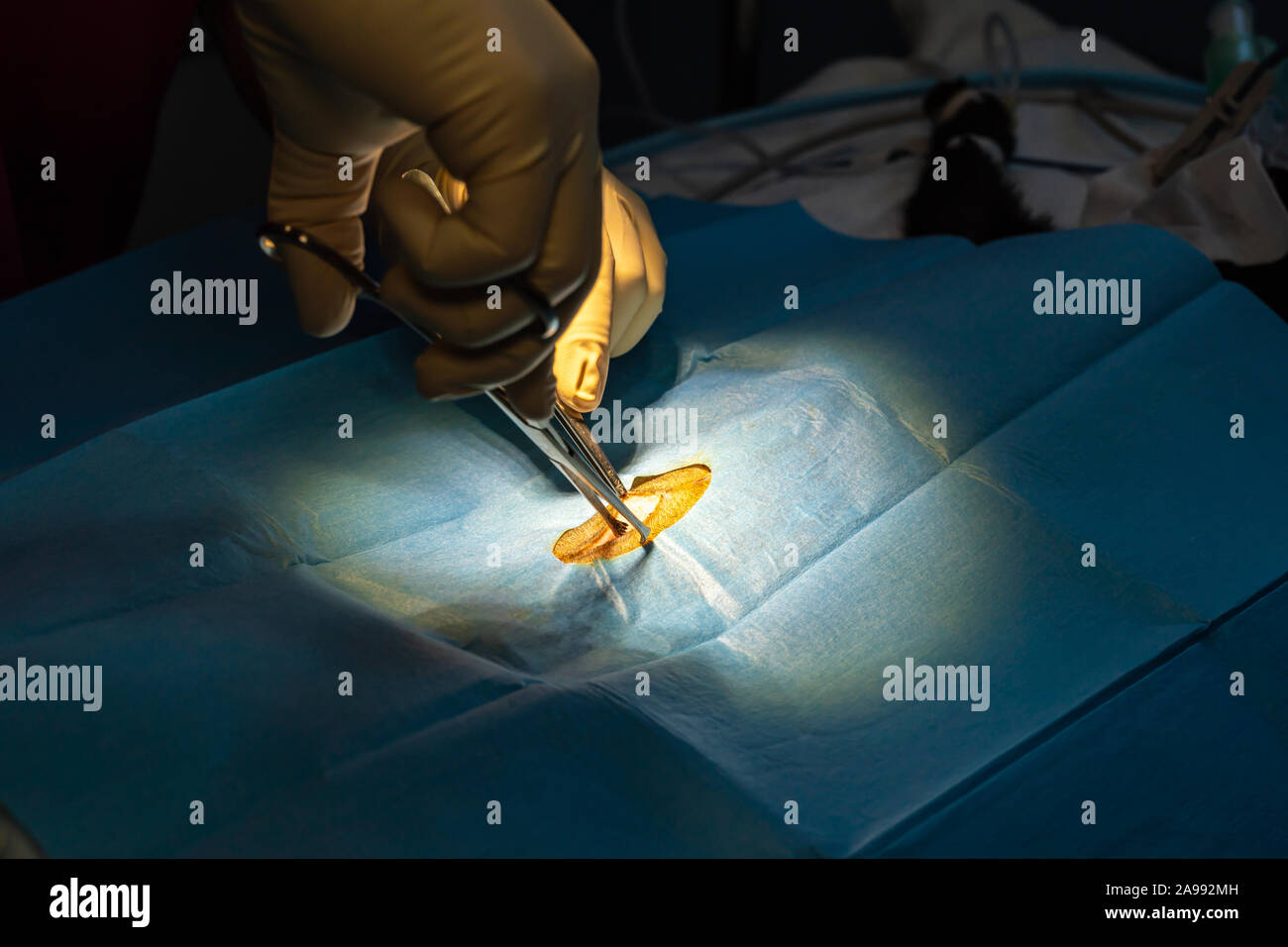 Open castration hires stock photography and images Alamy