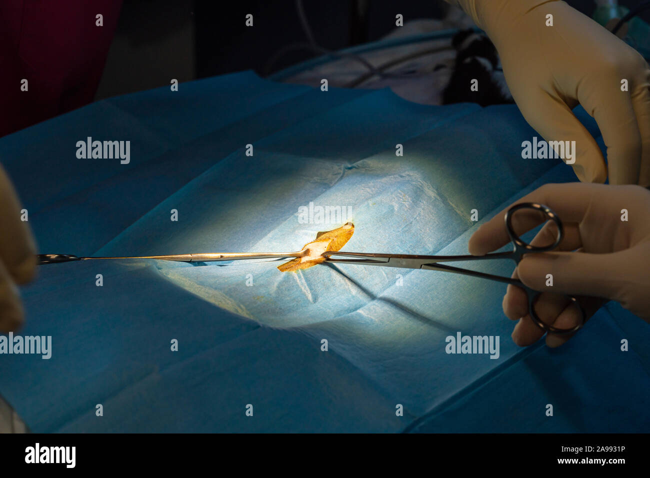 Open castration hires stock photography and images Alamy