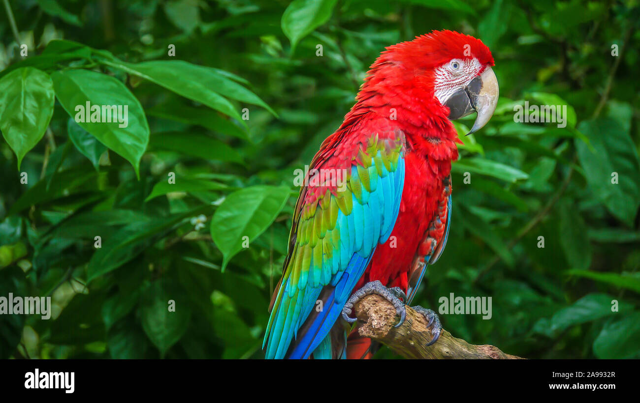 Portrait of a beautiful red-and-green macaw (Latin - Ara chloropterus), a large parrot native to central and South America. Stock Photo
