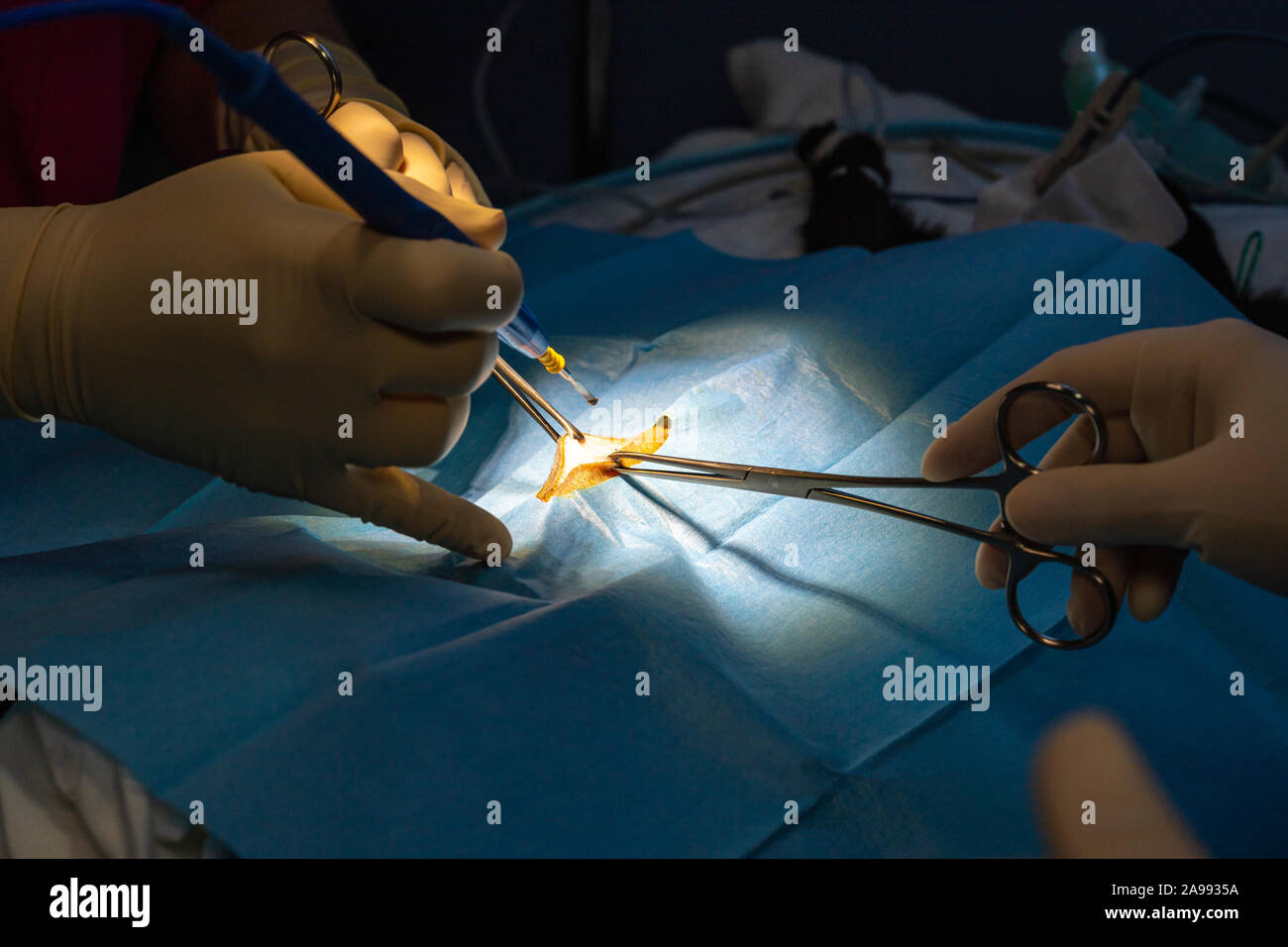 Open castration hires stock photography and images Alamy