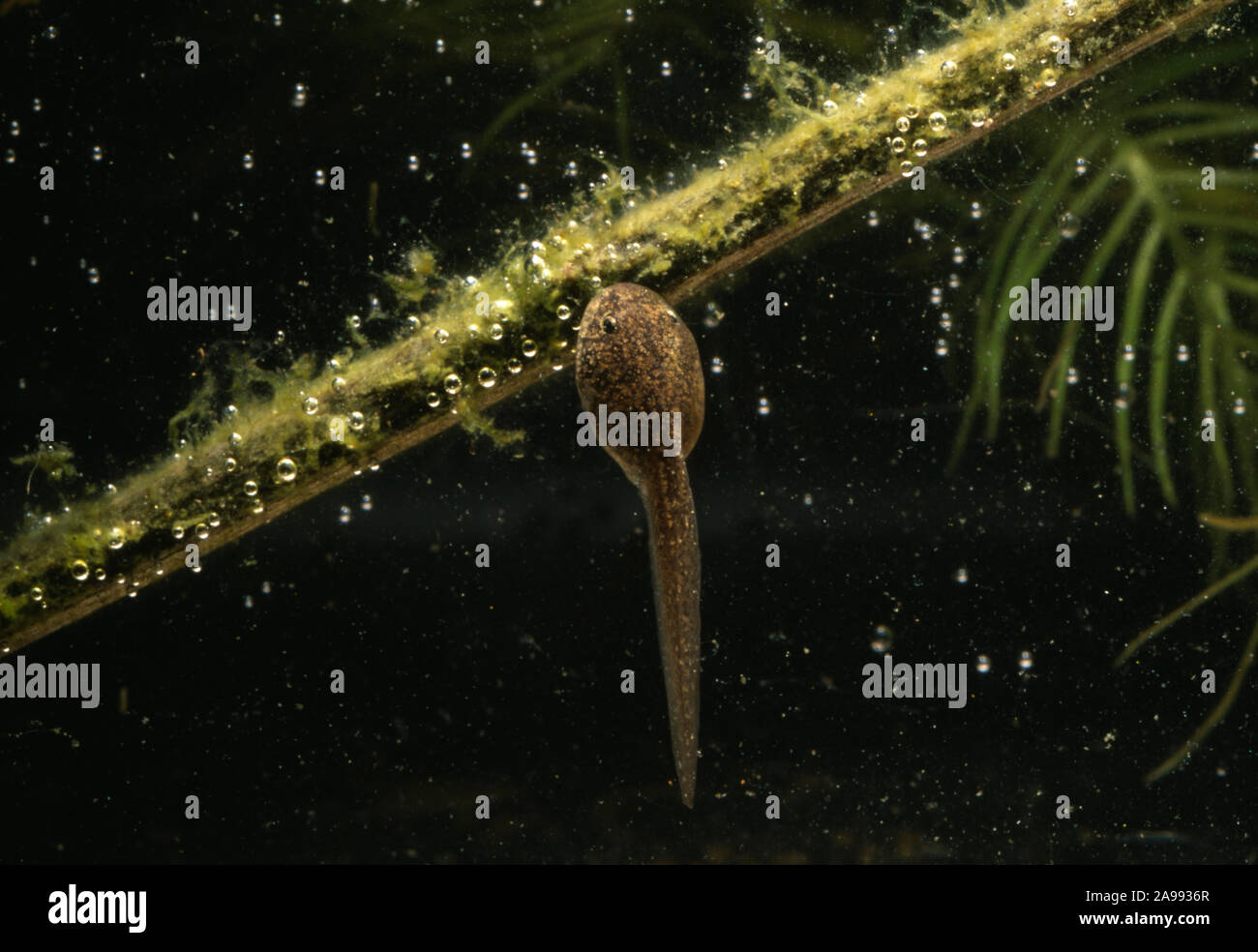 COMMON FROG  (Rana temporaria). Tadpole, under water in an aquarium, feeding on algae. Stock Photo