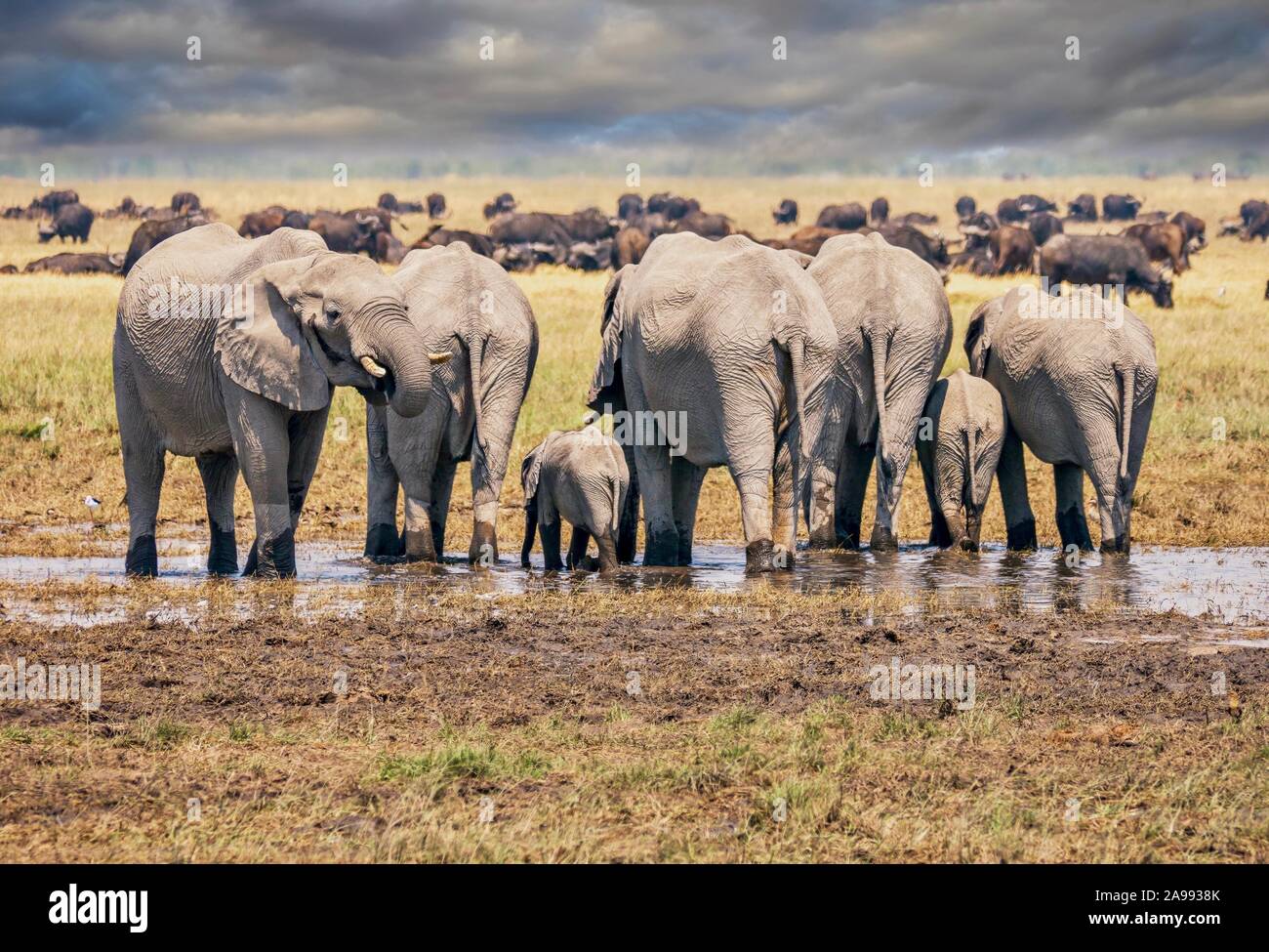 A herd of African elephants, including a baby, stand side by side drinking from a small waterhole, with buffalo and dramatic clouds in the background. Stock Photo