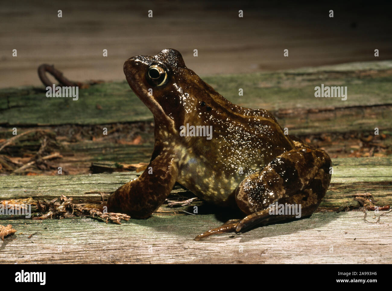 COMMON FROG  (Rana temporaria). Showing dark skin pigmentation resulting from being kept in a dark environment. Colour change. See Image ID: 2A993MC Stock Photo