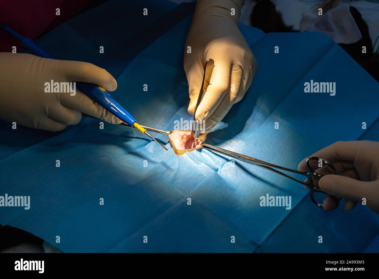 Surgical incision with dissection forceps and electric scalpel of a cat's  abdomen in a sterilization surgery Stock Photo - Alamy