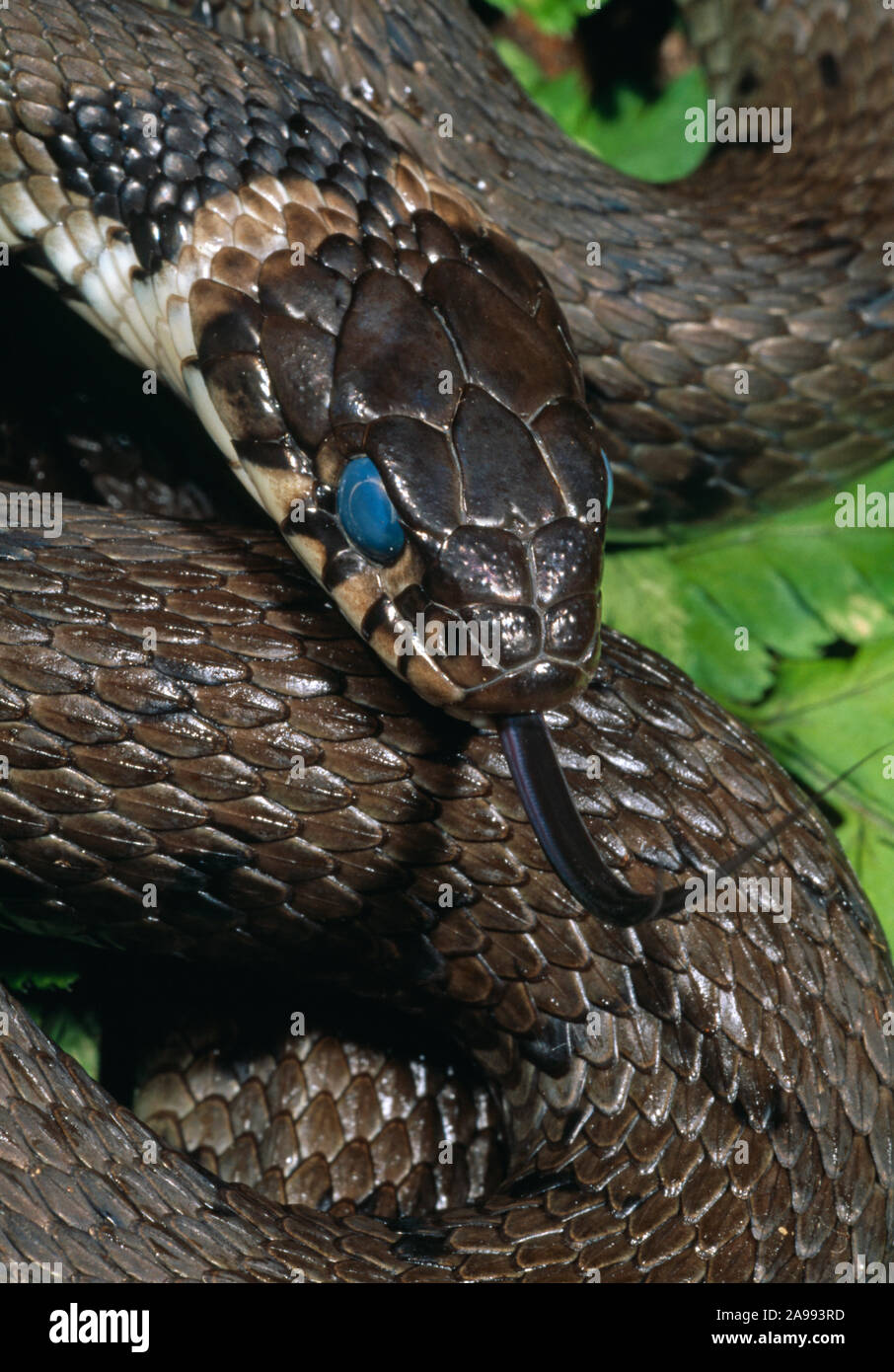 GRASS SNAKE on land.  (Natrix natrix).  General darkening and Cloudy eyes indicative of sloughing, shedding skin, about to shed, in 2-3 days time. Ecd Stock Photo
