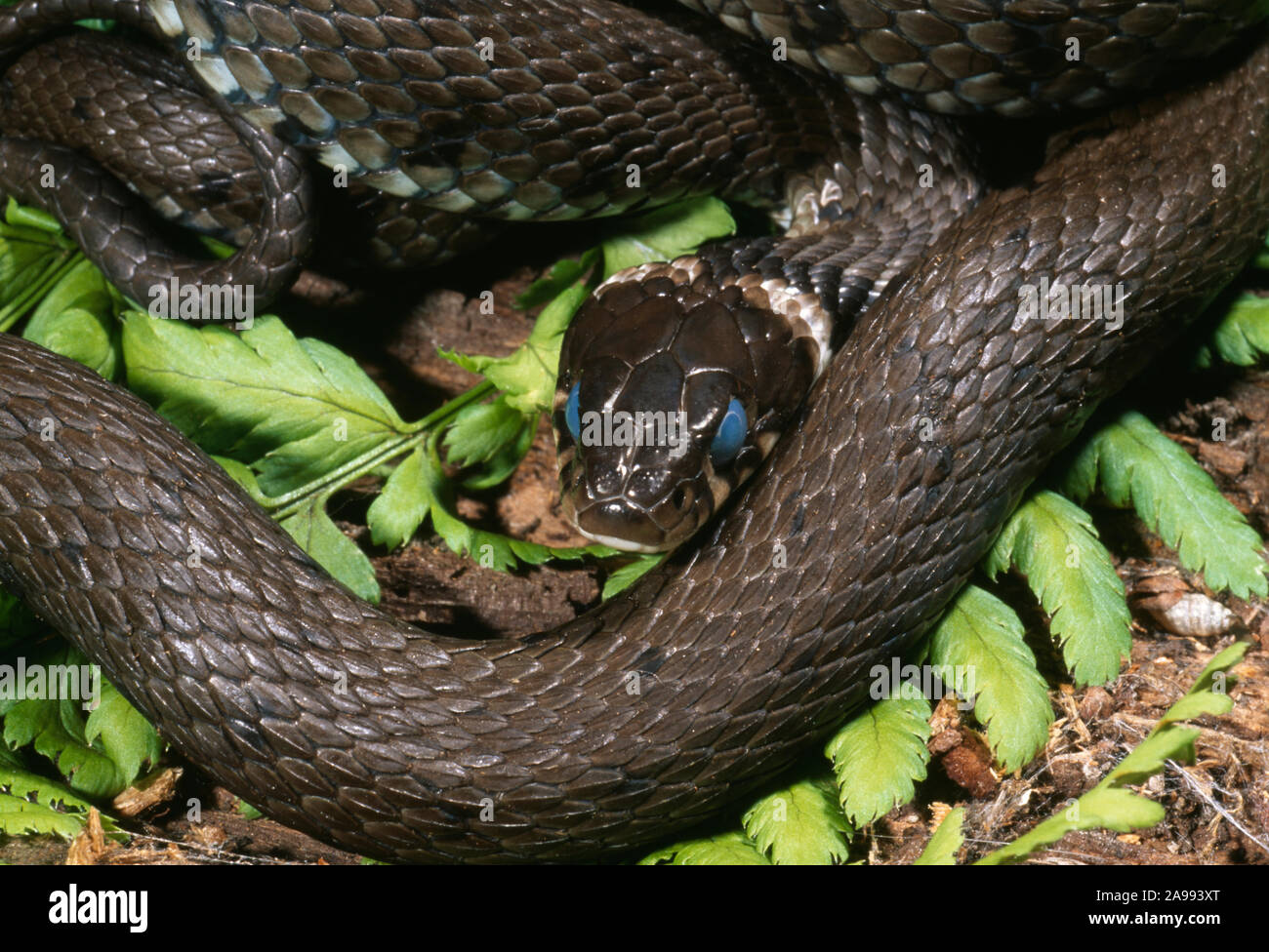 GRASS SNAKE on land.  (Natrix natrix).  General darkening and cloudy eyes indicative of sloughing, shedding skin, about to shed, in 2-3 days time. Ecd Stock Photo