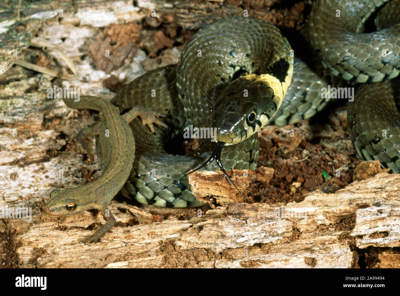 GRASS SNAKE (Natrix natrix).   Sensing a terrestrial living Smooth Newt as a possible prey item. using the tongue. Stock Photo