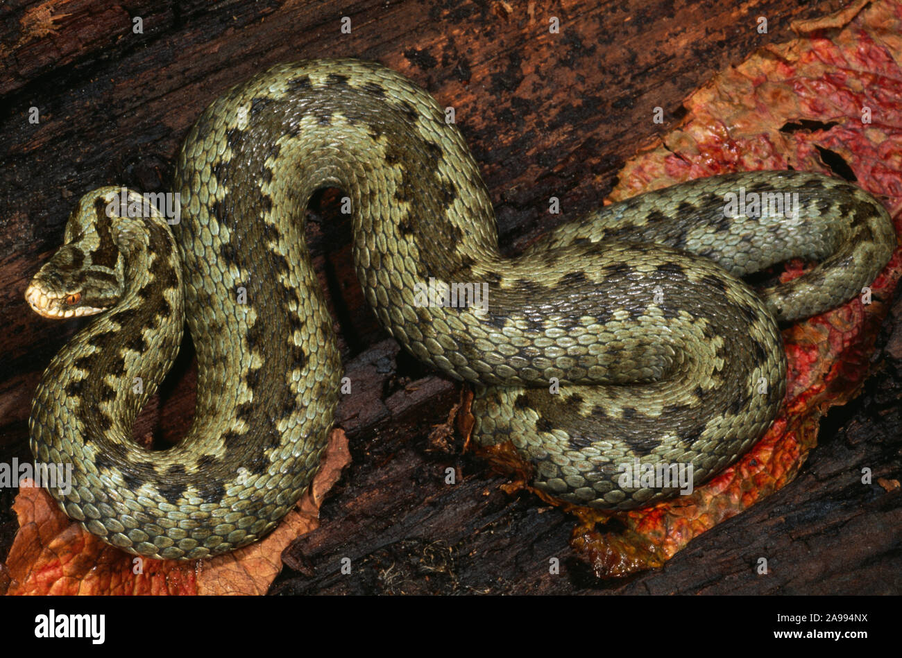 Pregnant Snake Giving Birth