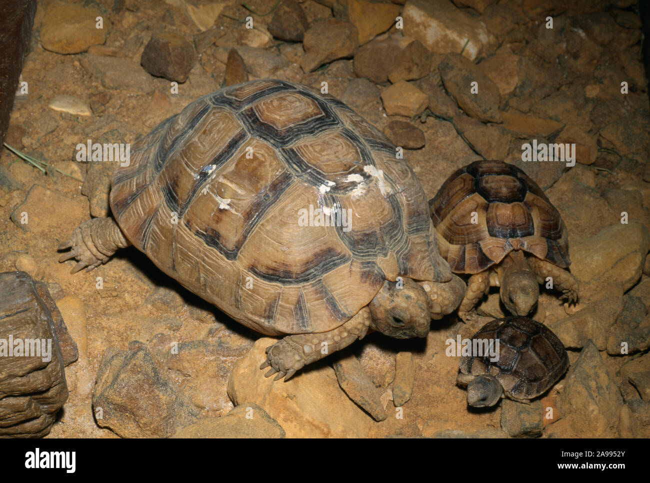 EGYPTIAN TORTOISE (Testudo kleinmanni ). Adult, two year old and hatchling  Threatened species. Stock Photo