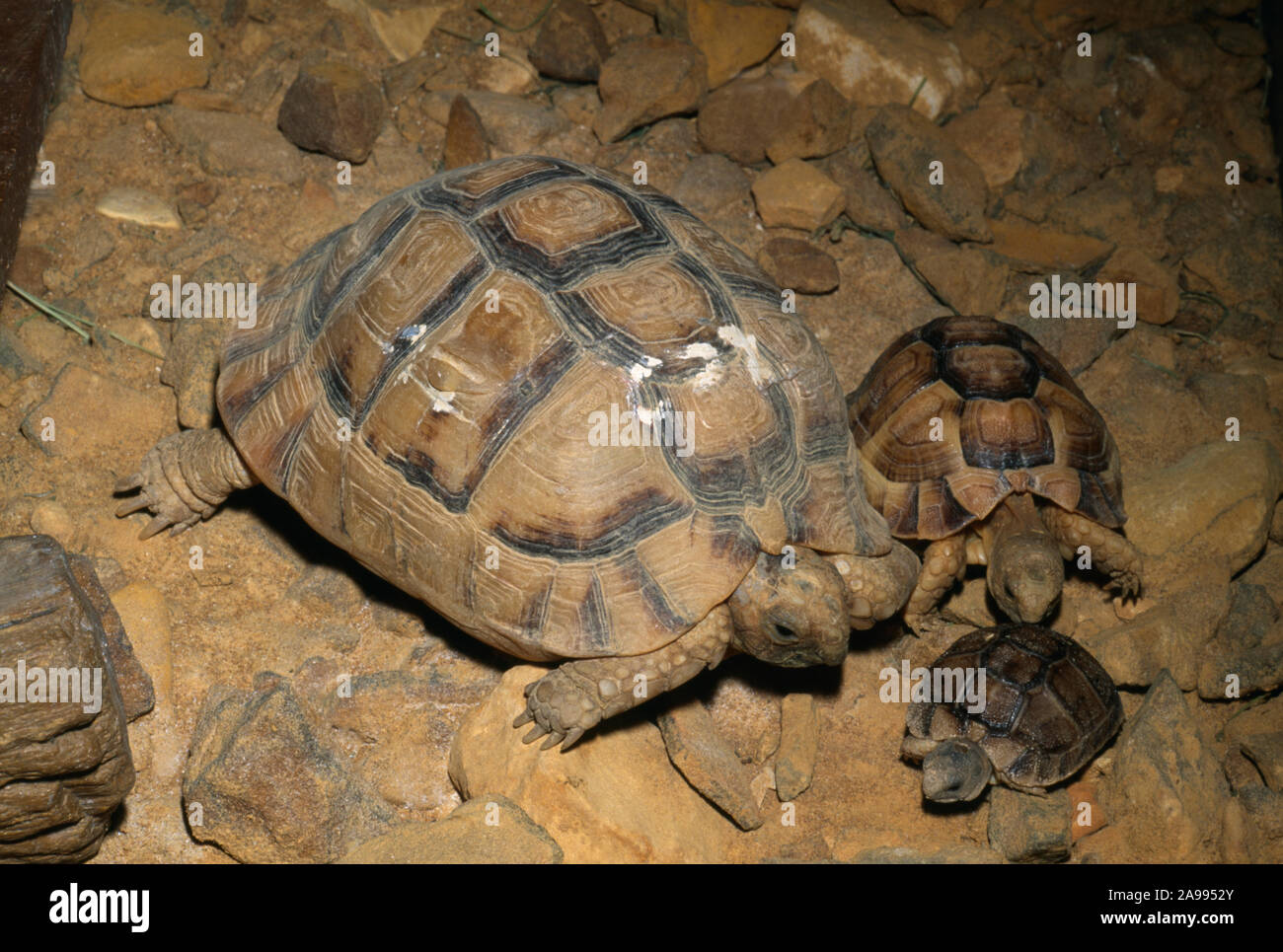 Egyptian Tortoise Testudo Kleinmanni Adult Two Year Old And