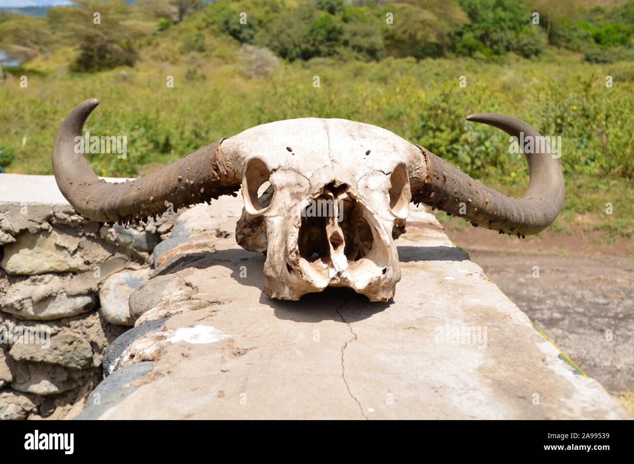 Sun bleached, water buffalo skull sitting on a wall in Tanzania. Sight seen while on an African safari. Stock Photo