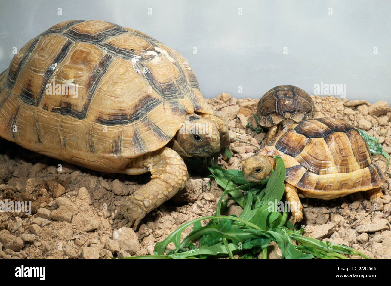 EGYPTIAN TORTOISE Testudo kleinmanni adult, two year old and hatchling  Threatened species. Stock Photo