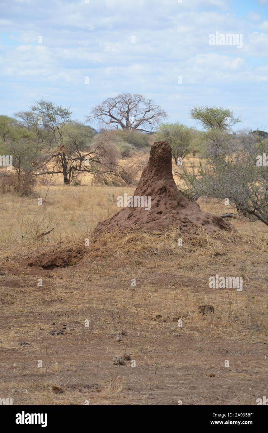 Large termite mound on the ground. Seen while on an African safari in Tanzania. Stock Photo