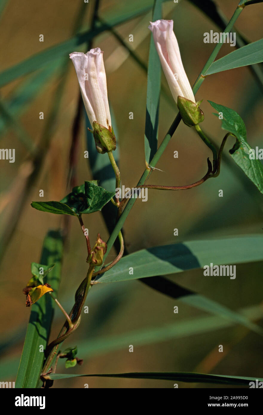 HEDGE BINDWEED  Calystegia sepium showing anti-clockwise tendrils, climbing up reed stem Phragmites sp. Stock Photo