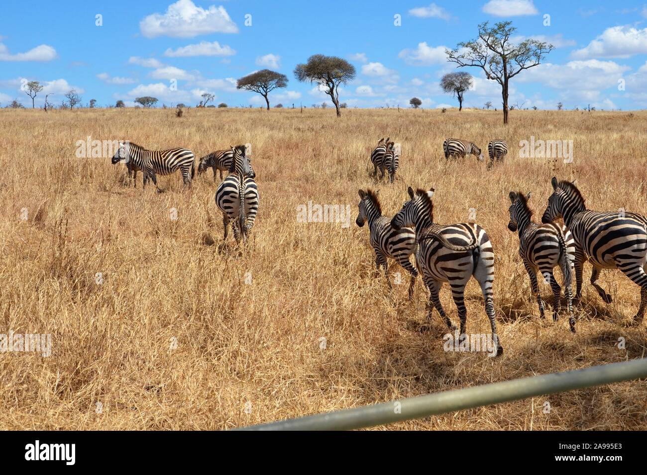 Herd Of African Zebras On A Sunny Day In Their Natural Habitat