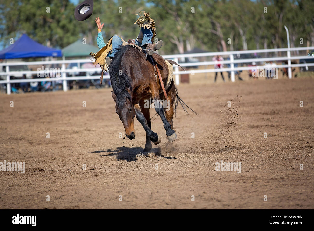Cowboy is falling off his ride on bucking horse in bareback bronc event at a country rodeo and loses his hat. Stock Photo
