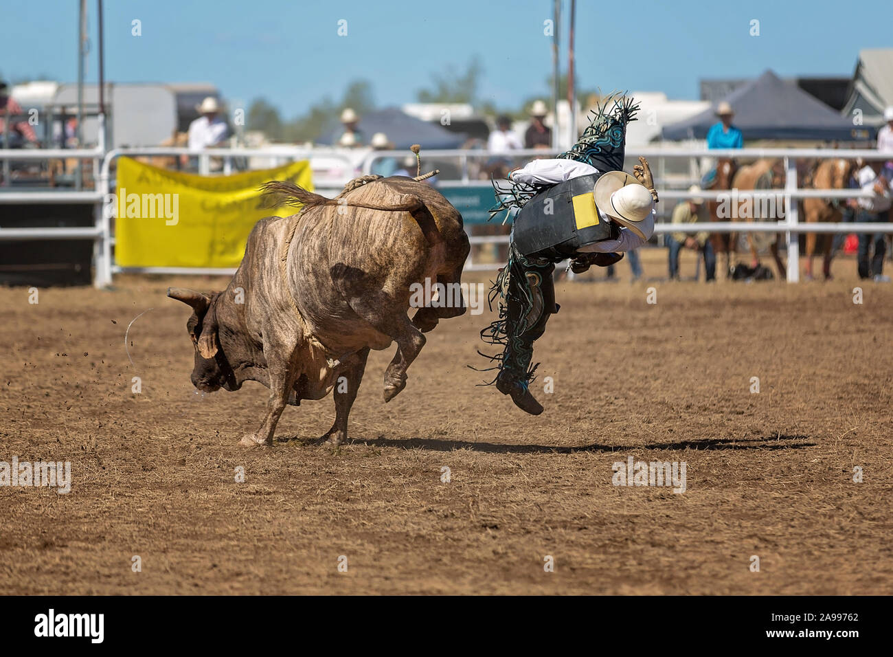 A cowboy falls off a bull while competing in a country rodeo for ...