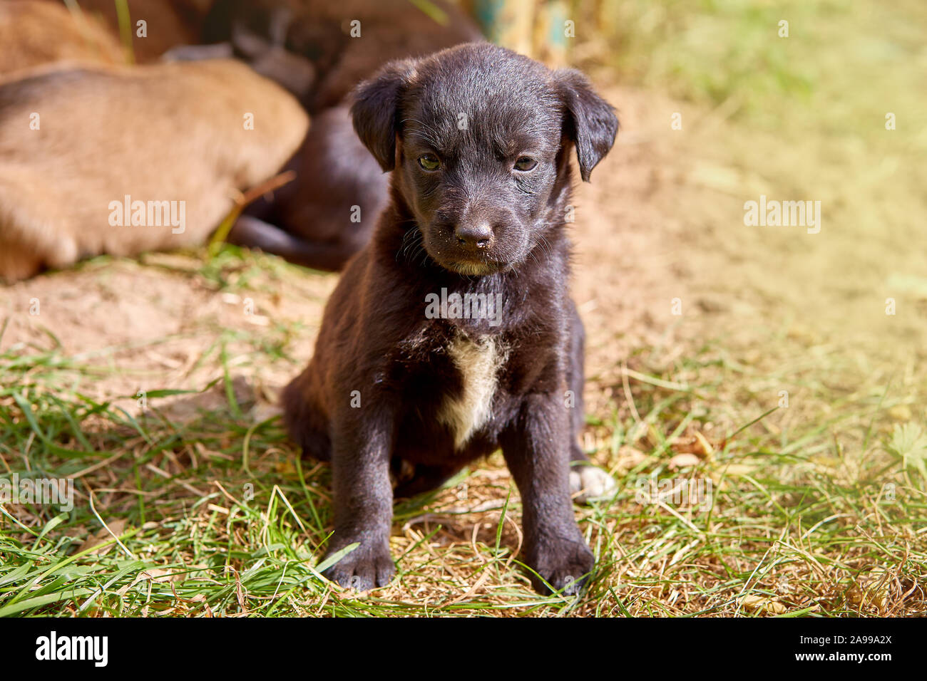 cute mixed breed puppy sitting on foliage Stock Photo - Alamy
