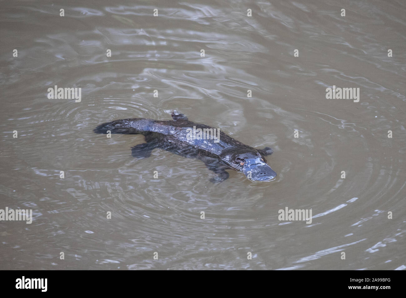 Duck-billed Platypus swimming on surface of river Stock Photo