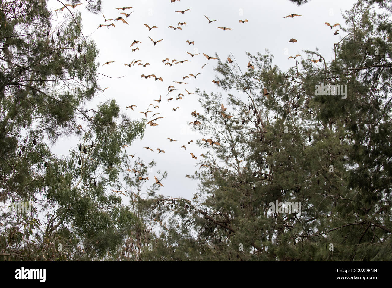 Little red flying foxes hi-res stock photography and images - Alamy