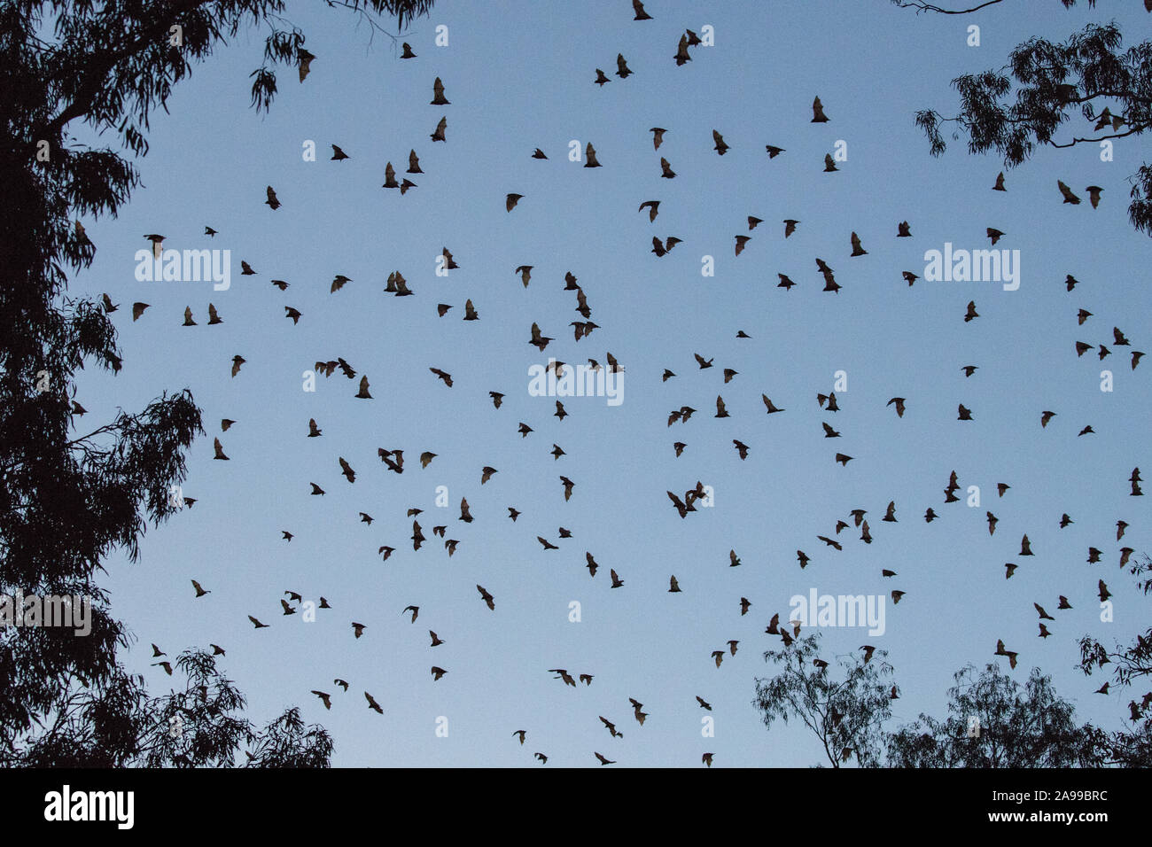 Little Red Flying Fox Stock Photo - Alamy