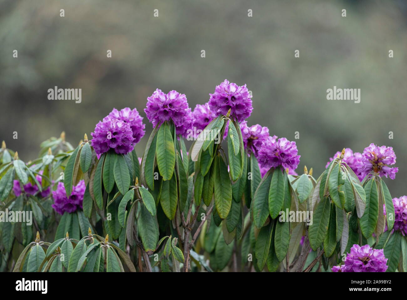 Rhododendron Bloom, Sikkim, India Stock Photo
