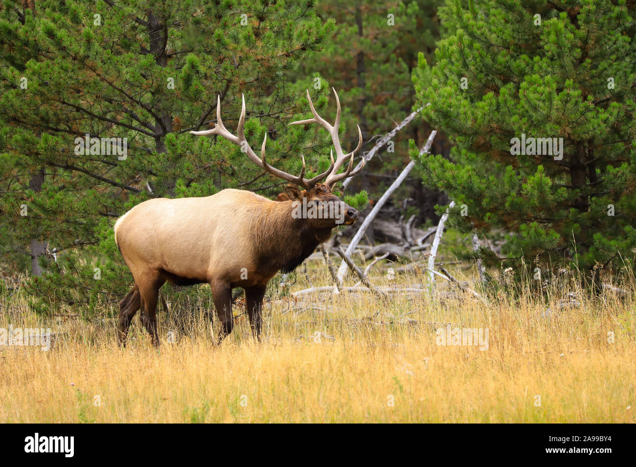 Bull elk bugling in Yellowstone National Park autumn meadow during the rut Stock Photo