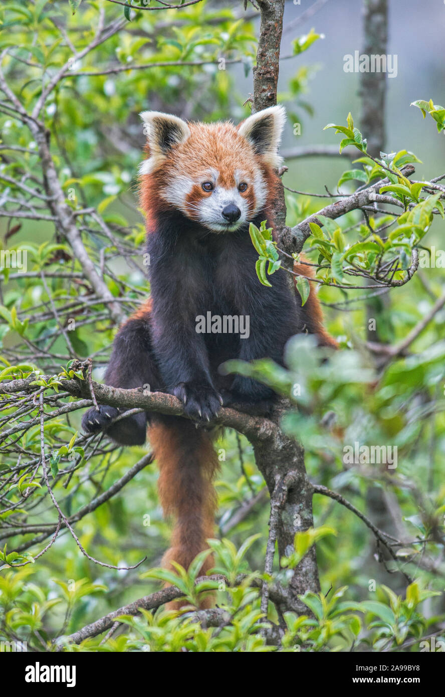 Red Panda, Ailurus fulgens, Sikkim, India Stock Photo