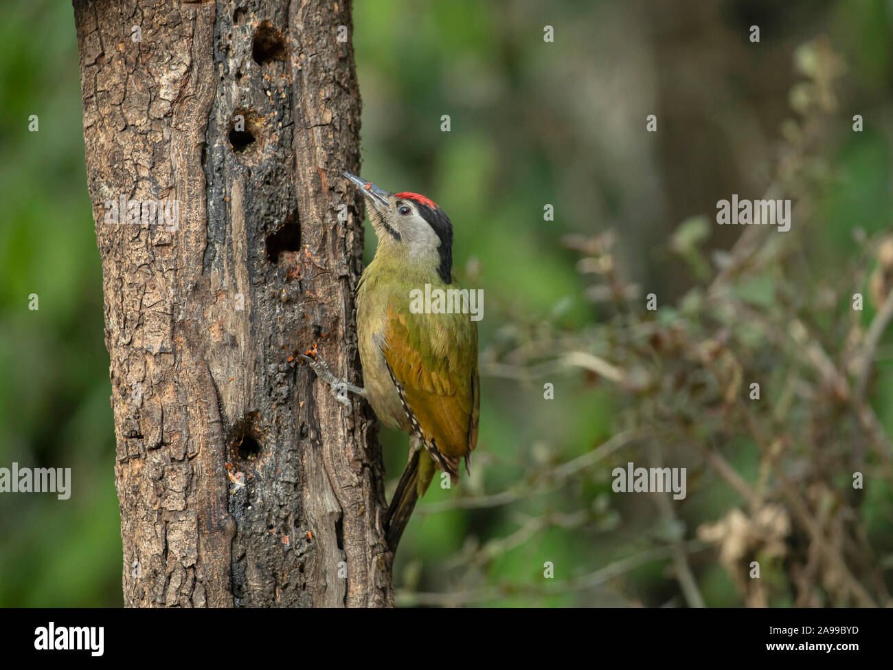 Grey Headed Woodpecker, Picus canus, male, Sattal, India Stock Photo