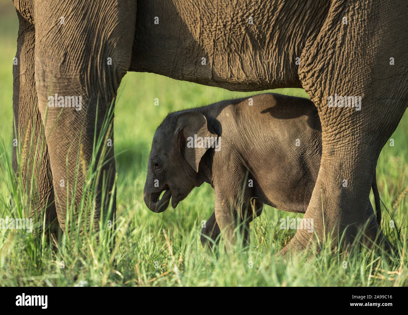 Elephant mother and baby frame, Dhikala, Corbett, India Stock Photo