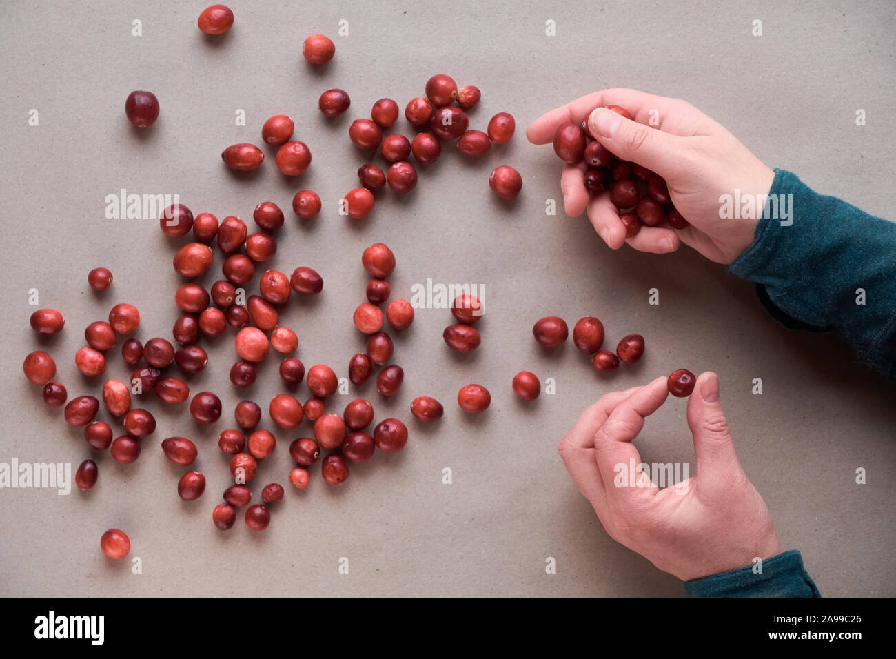 Cranberry berries, flat lay on brown craft paper, winter cranberry background with top view, female hands holding handful of berry. Stock Photo