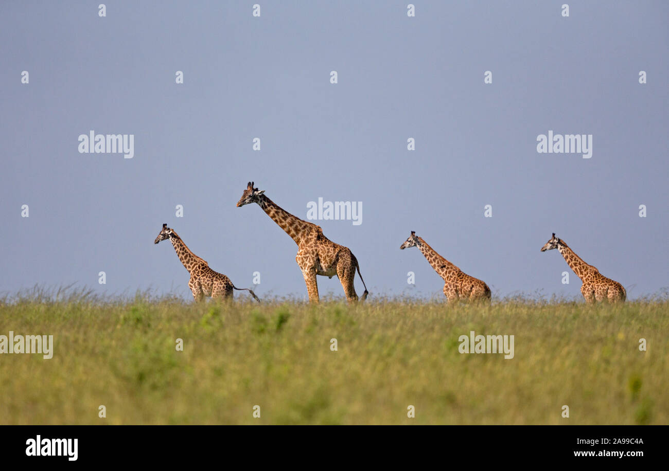 Giraffes africa illustration hi-res stock photography and images - Alamy